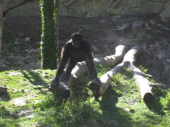 Schulausflug Tierpark Schmiding - 