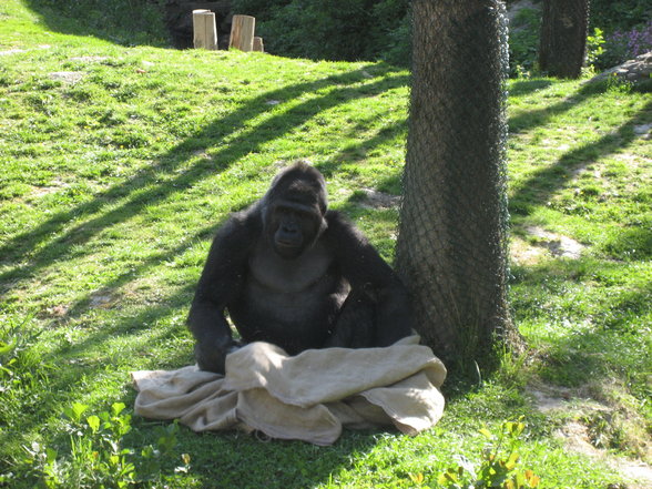 Schulausflug Tierpark Schmiding - 