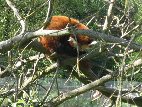 Schulausflug Tierpark Schmiding - 