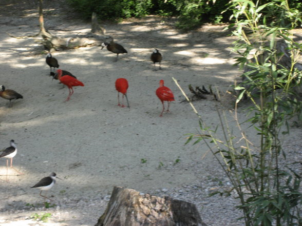 Schulausflug Tierpark Schmiding - 