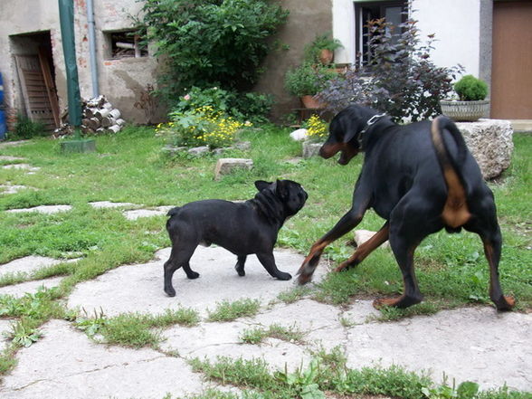 burzeltag meiner dogs - 