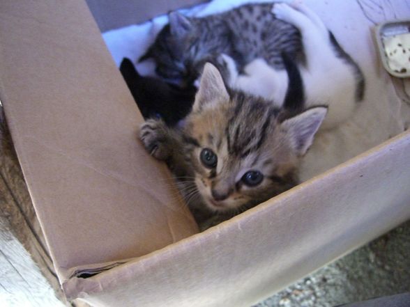 4 kleine Katzenbaby´s zu verschenken - 