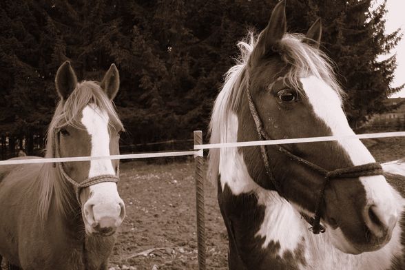 horses - 