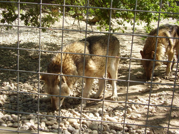 wölfe und andere tiere - 