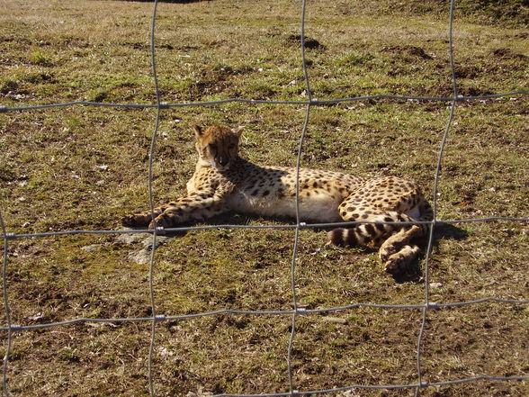 wölfe und andere tiere - 