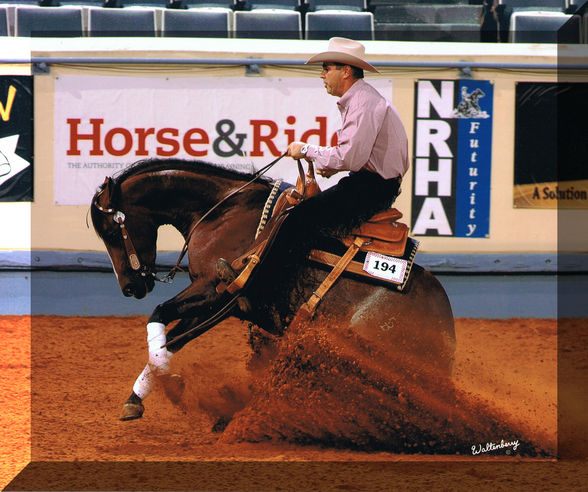 Reining - 