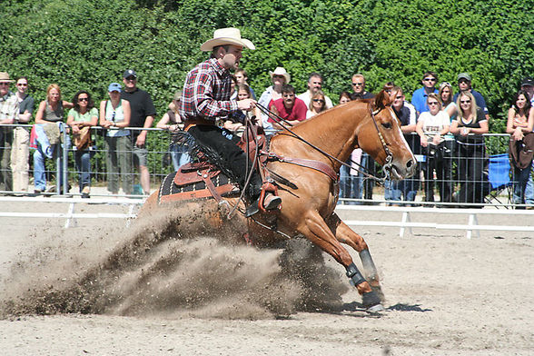 Reining - 