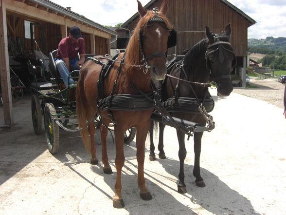 Sabi und Shaya beim Kutschen fahren - 