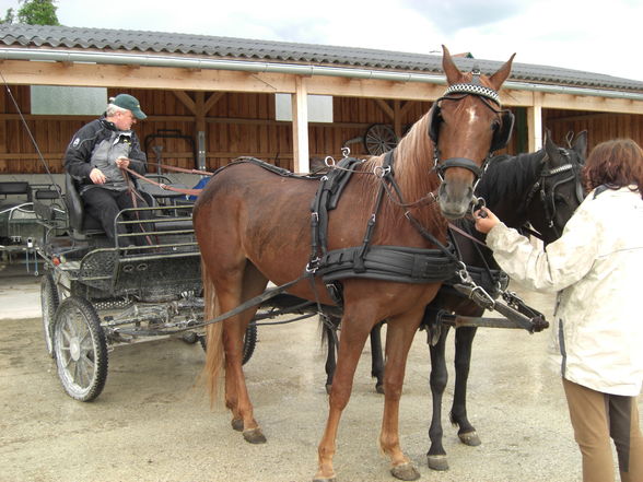 Sabi und Shaya beim Kutschen fahren - 