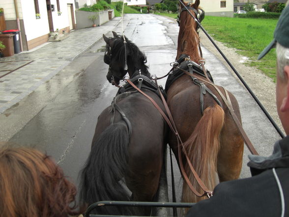 Sabi und Shaya beim Kutschen fahren - 