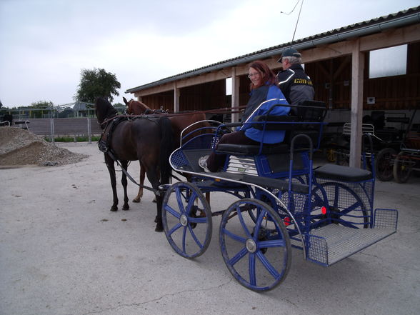 Sabi und Shaya beim Kutschen fahren - 