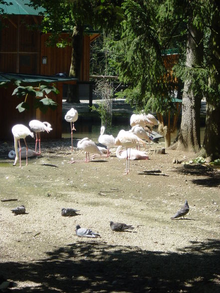 Tiergarten Stadt Haag 18.08.2008 - 