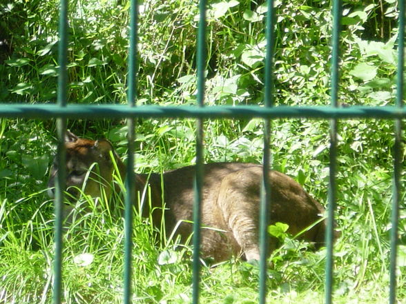 Tiergarten Stadt Haag 18.08.2008 - 