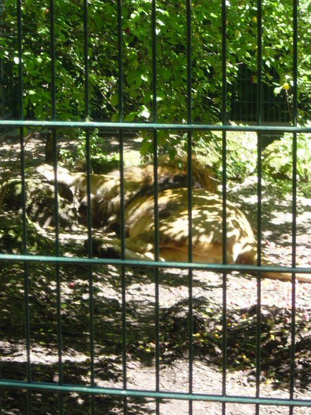 Tiergarten Stadt Haag 18.08.2008 - 