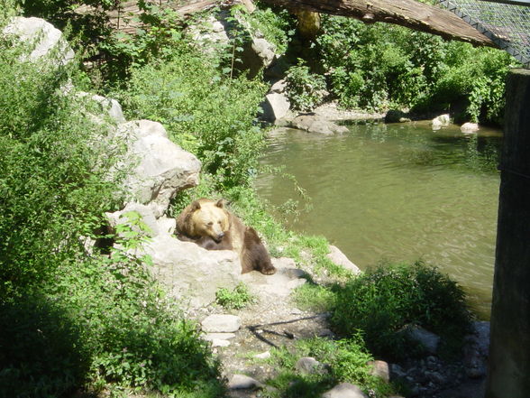 Tiergarten Stadt Haag 18.08.2008 - 