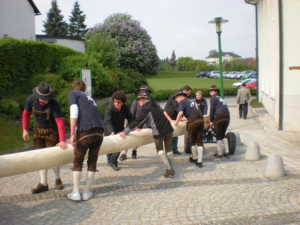 Maibaum - 