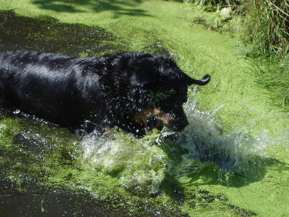 Kampfhund und Killerkatze - 