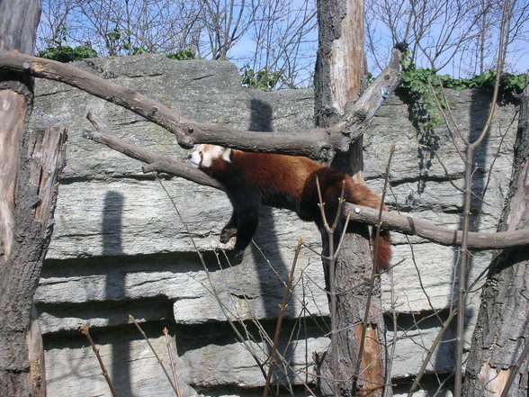 ausflug schönbrunn - 