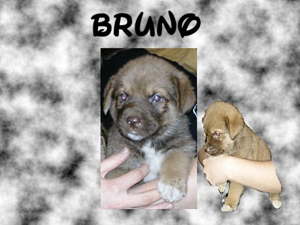 Bruno - 