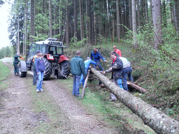 Maibaum 2009 - 