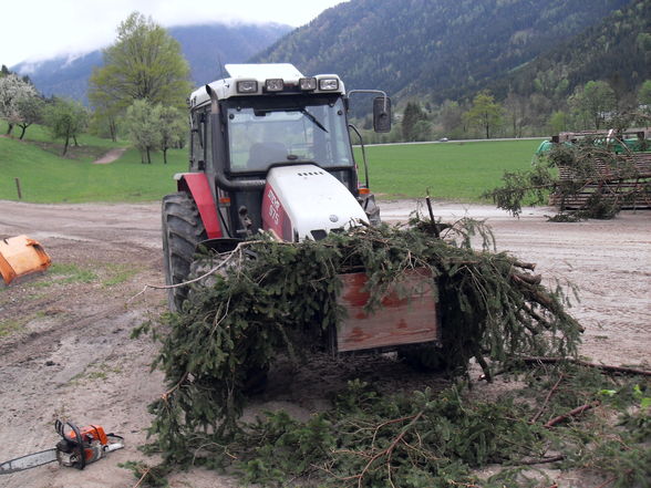 Maibaum 2009 - 