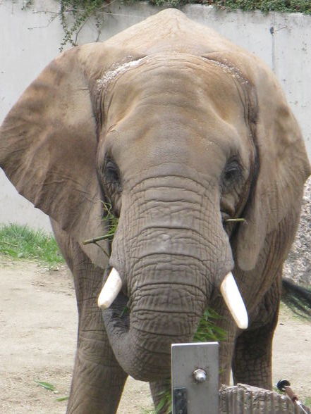 tierpark schönbrunn - 