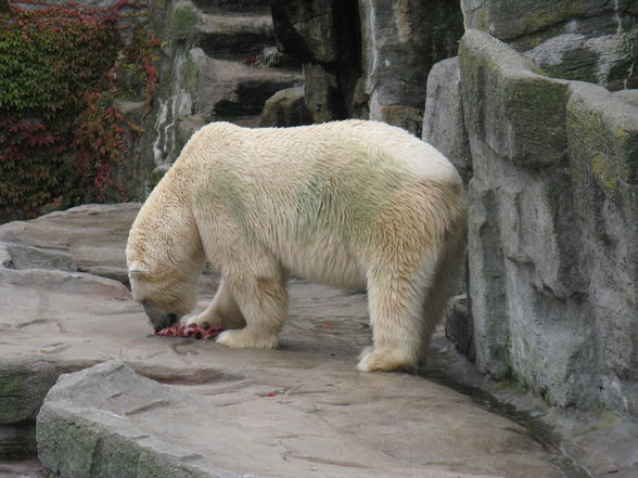 tierpark schönbrunn - 