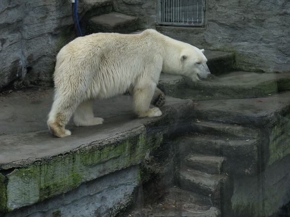 tierpark schönbrunn - 