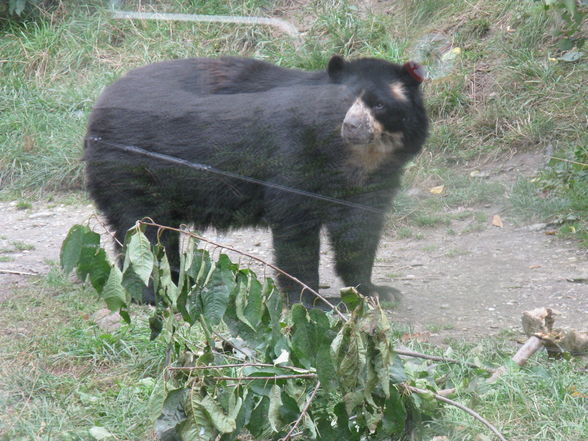 tierpark schönbrunn - 