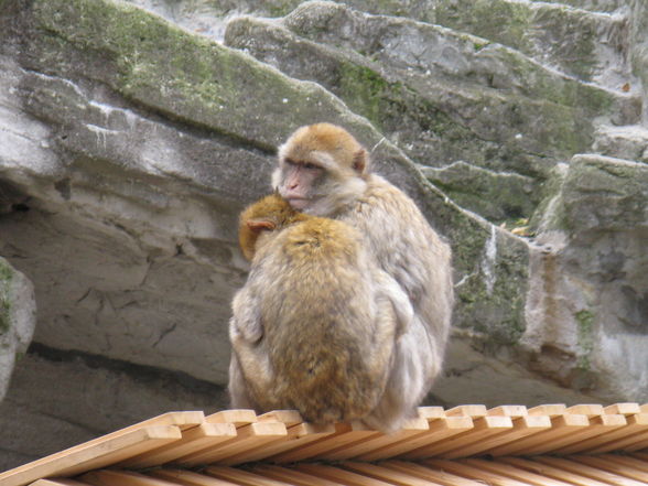 tierpark schönbrunn - 