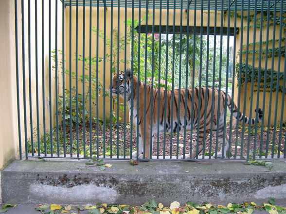 tierpark schönbrunn - 