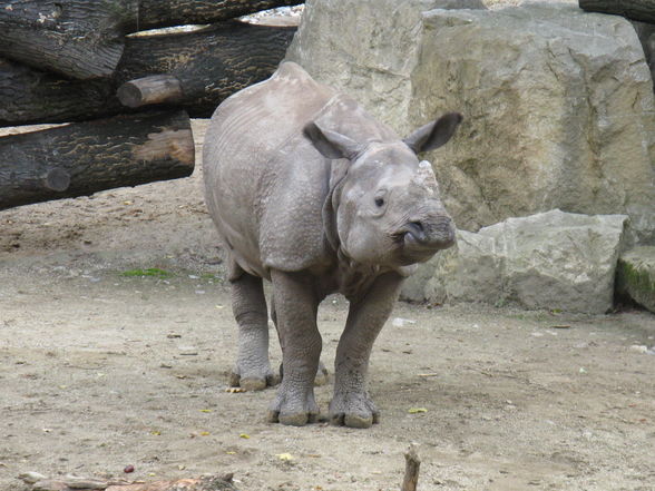 tierpark schönbrunn - 