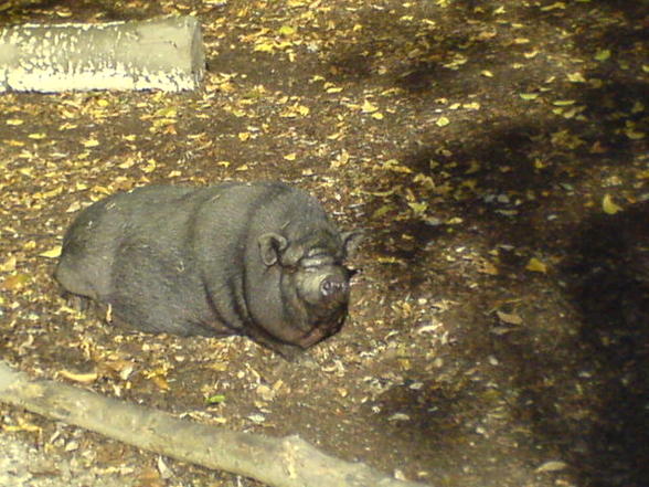 Linz Tierpark 16.10.07 - 