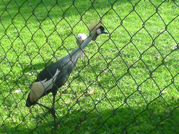 Linz Tierpark 16.10.07 - 