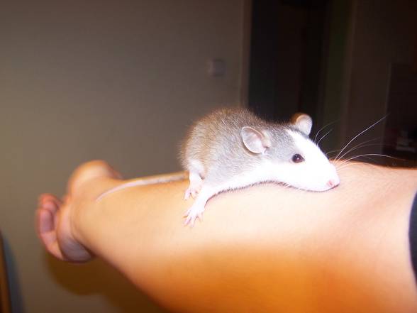 Von meiner schwester de ratte - 