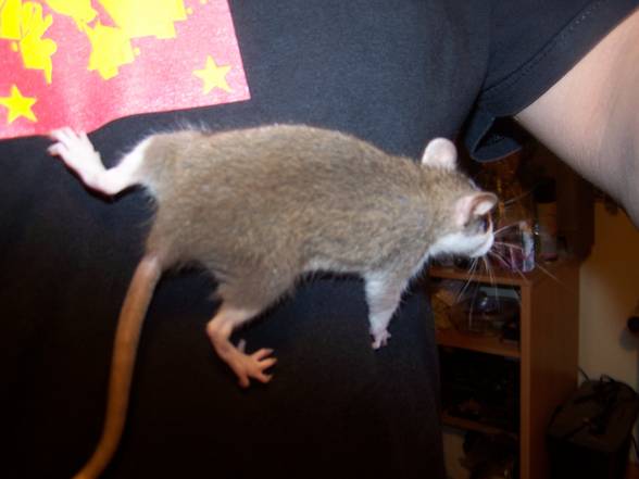 Von meiner schwester de ratte - 
