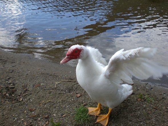 a wochenend in kärntn - 