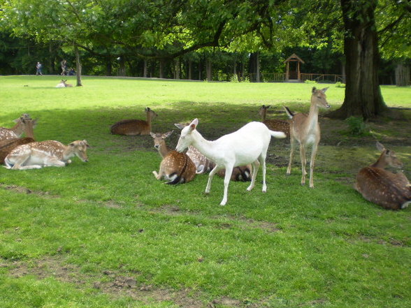 Wildpark Schloß Ortenburg, Bezirk - 