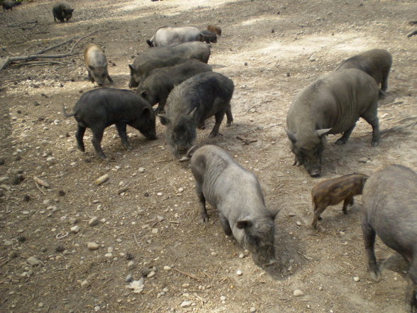 Wildpark Schloß Ortenburg, Bezirk - 