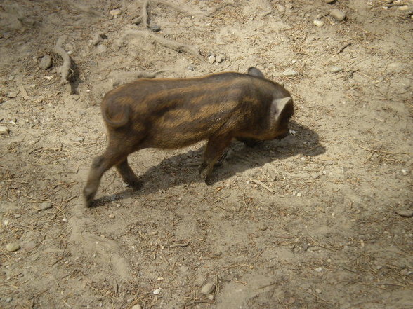 Wildpark Schloß Ortenburg, Bezirk - 