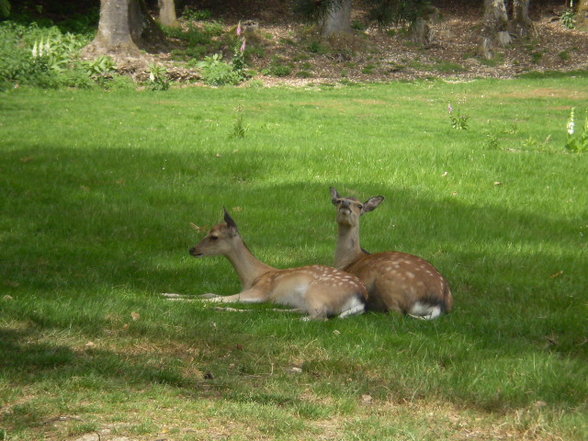 Wildpark Schloß Ortenburg, Bezirk - 