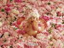 Anne Geddes - 