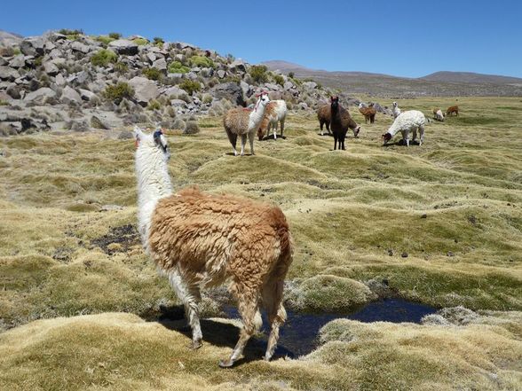 Chile, Boliene und Peru... - 