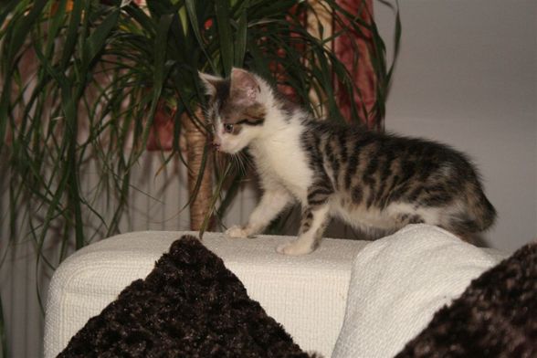 Unsere Babys - 