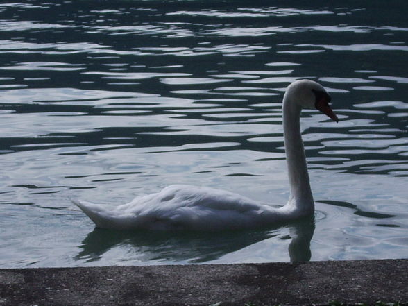 Urlaub in Kärnten am Wörthersee - 