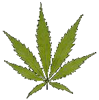 Cannabis sativa L. - 