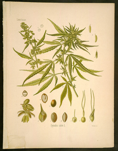 Cannabis sativa L. - 