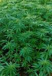 Cannabis sativa L. - 