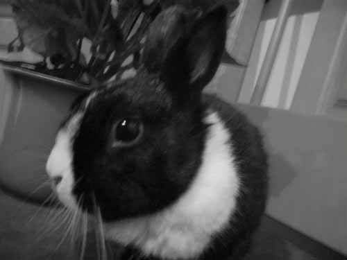 i, defdef und mei hase ^^ - 