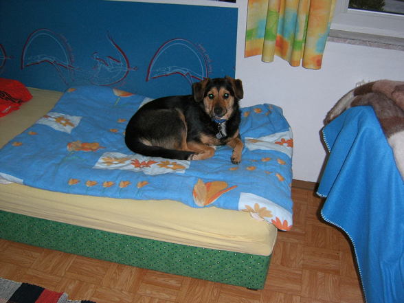 Mein Hund - 